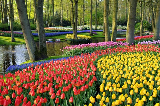 Keukenhof Gardens in Lisse