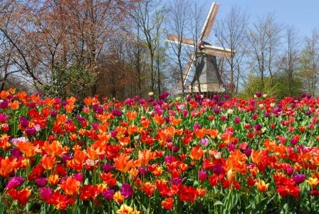 keukenhof windmill